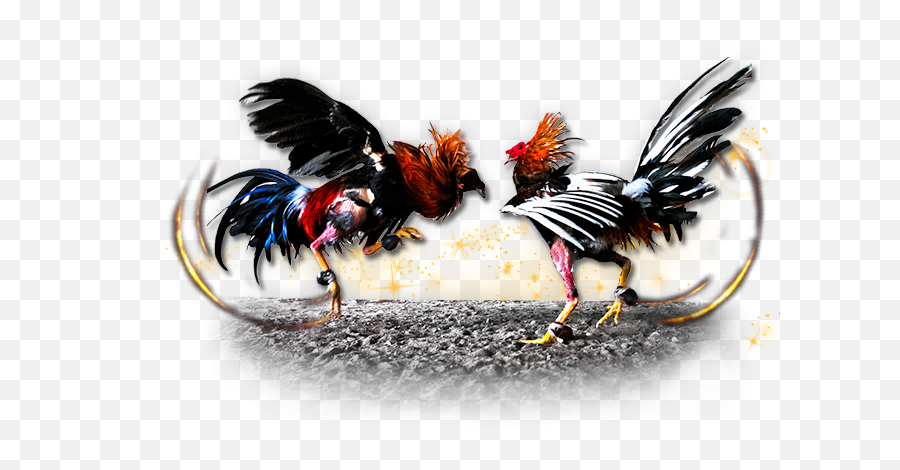 Gamecock Chicken Cockfight Gambling - Ch 1283517 Png Cock Fight Png,Chicken Clipart Png