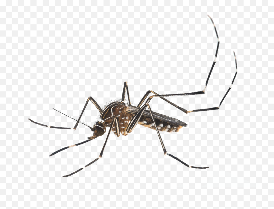 Download The Districtu0027s Aggressive Campaign Against Mosquito - Aussie Mozzie Png,Mosquito Transparent Background
