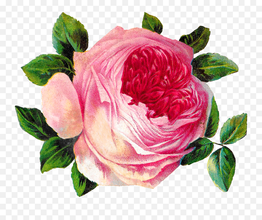 Antique Images Free Pink Shabby Chic Rose Flower Botanical - Rose Png,Pink Roses Png