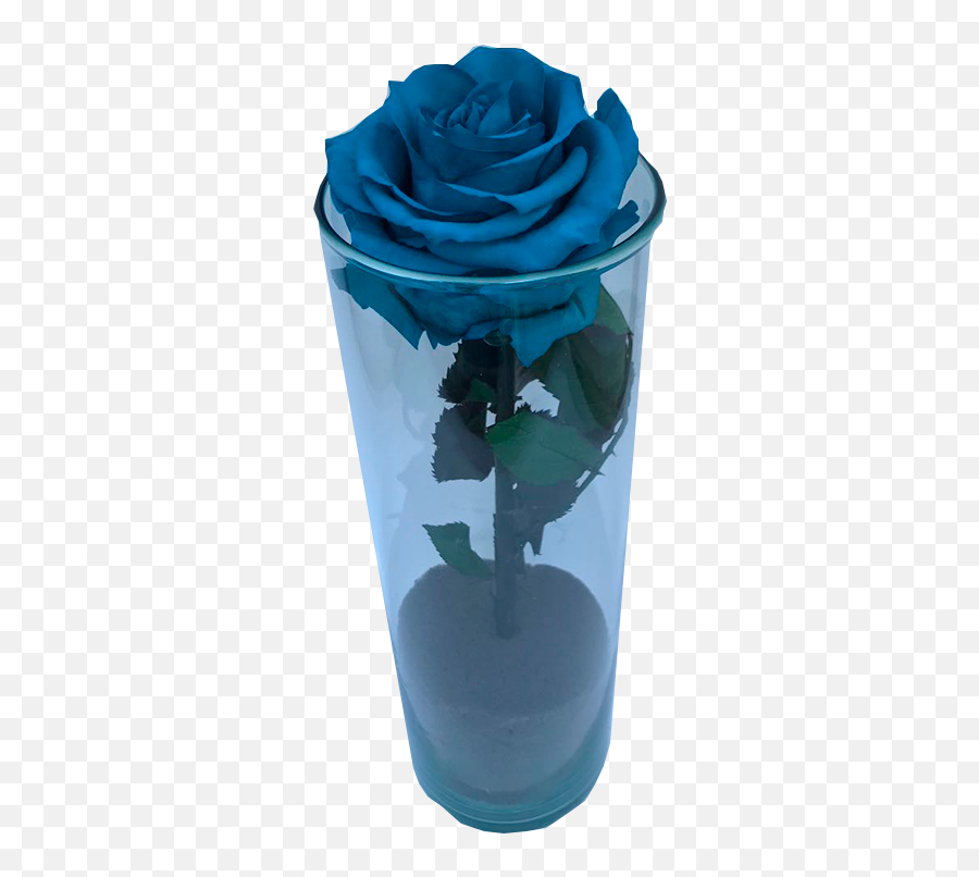 Download La Bella Y Bestia Kuyani Rosa Blanca - Full Vase Png,Brie Bella Png