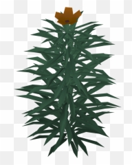 Player - Language Png,Rosemary Png