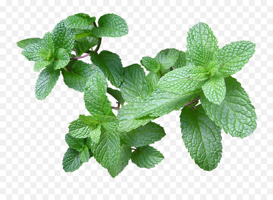 Herb Mint Cut Out - Mint Weed Png,Herb Png
