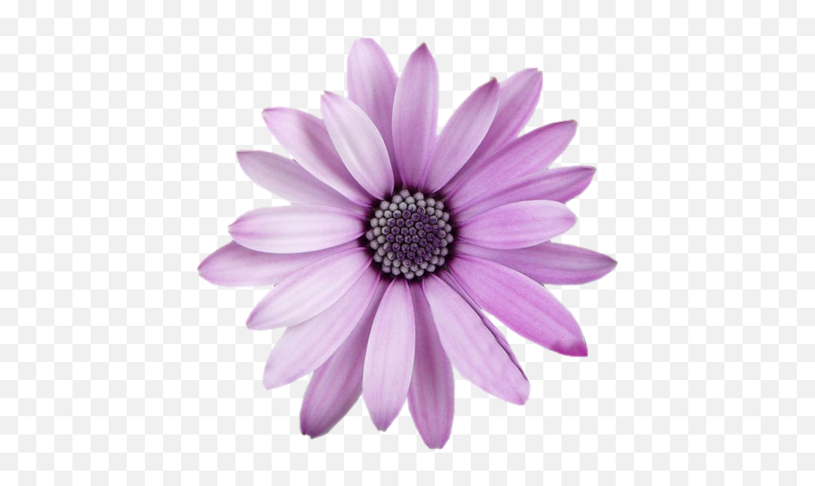 Flower Png Transparent Picture 2229445 - Transparent Background Flowers Png,Purple Flowers Png