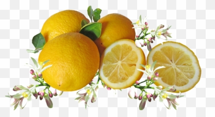 Lime Slice Png - Cytrusy Png 4563389 Vippng Limoni