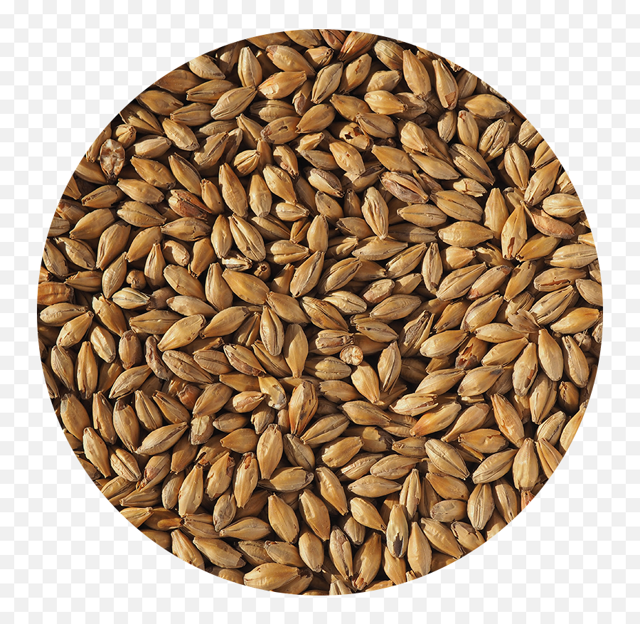 Naked Oat Malt - Crisp Malt German Pilsen Png,Malt Icon