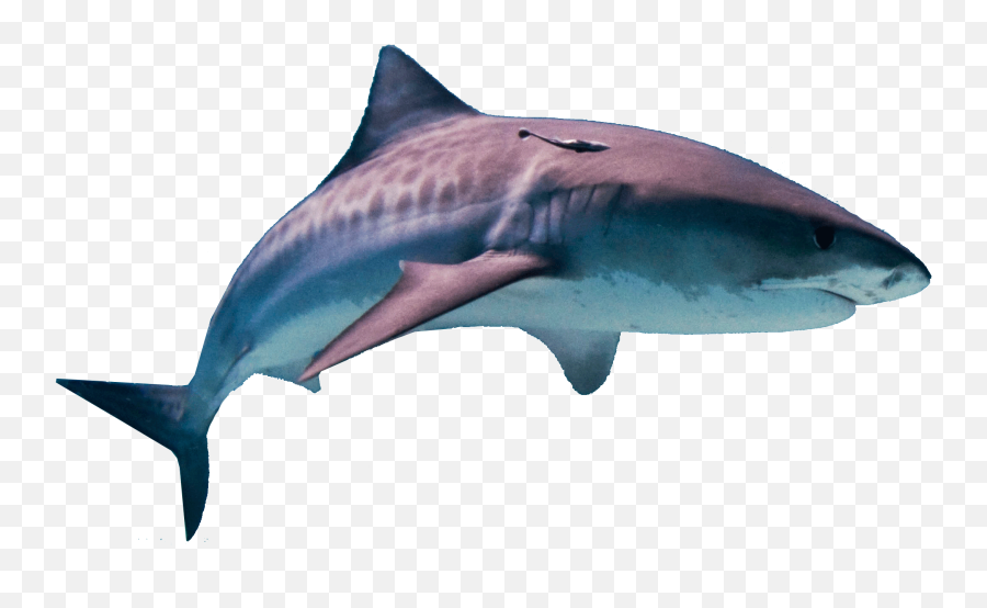 Png Images Transparent Free Download - Difference Between A Tiger Shark And A Great White,Shark Png