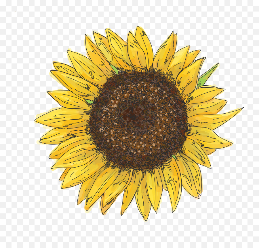Pollinator Path Activity Guide - Vsco Sunflower Stickers Png,Plant Icon Tumblr