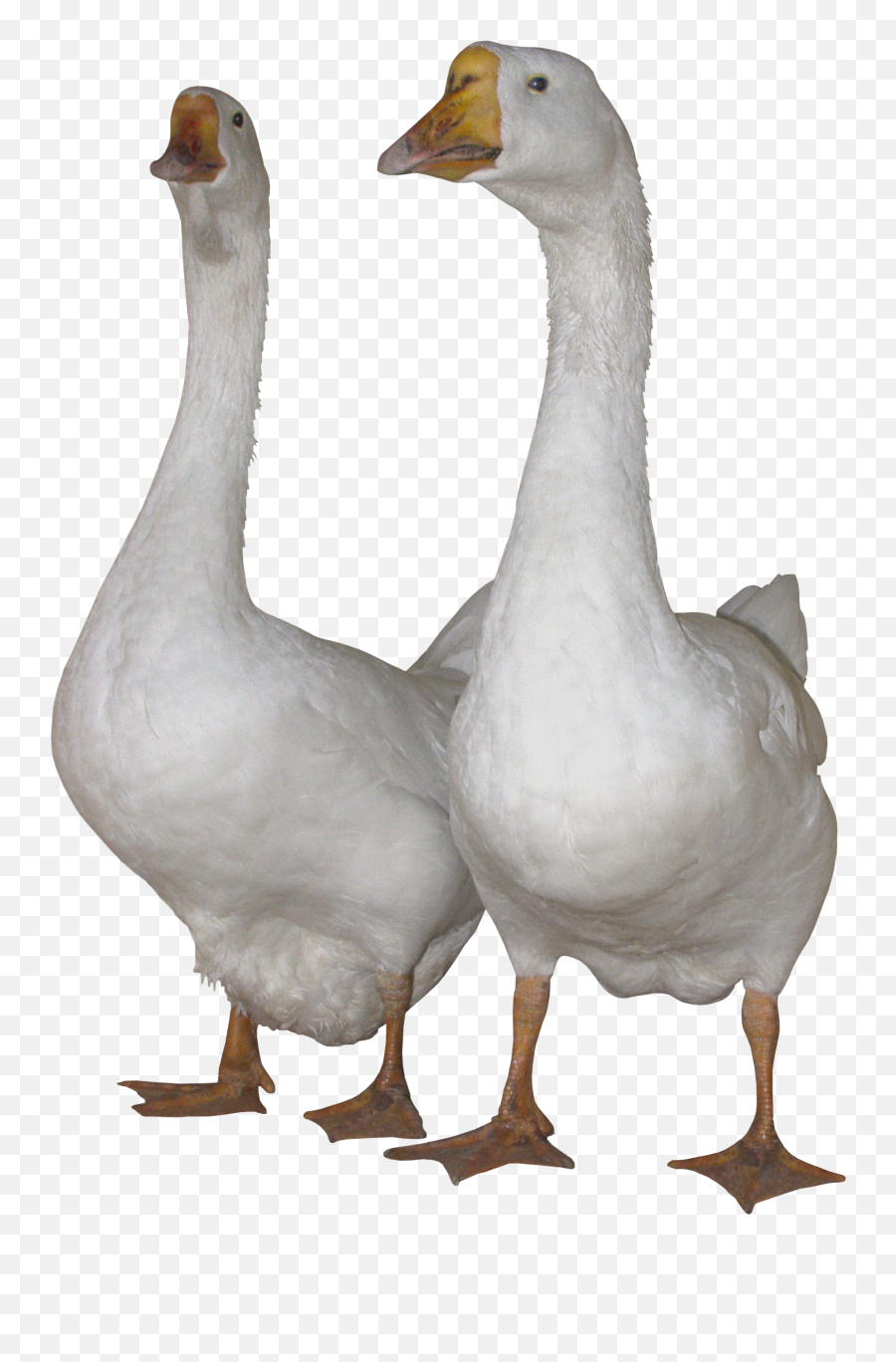 Duck Icon Web Icons Png - Geese Png,Duck Png