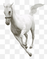 The Best Horse Health U0026 Equine Nutrition Experts Trinity Png White
