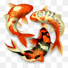 Koi Pond 3d App For Iphone - Free Download Colorful Fish Png