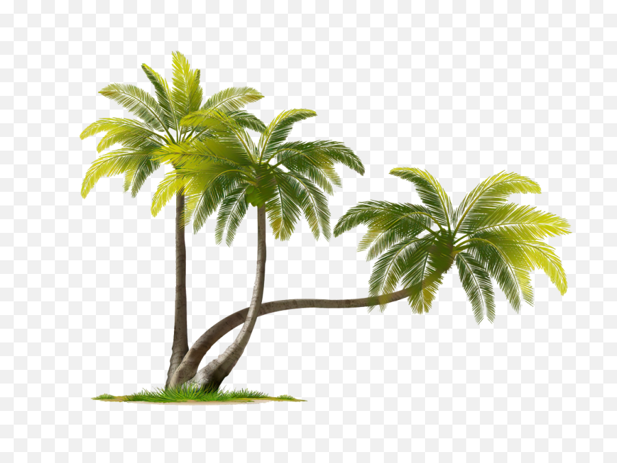 Beach Coconut Tree Png Transparent - Coconut Tree Images Png,Coconut Png