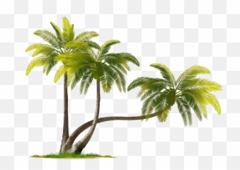 Beach Coconut Tree Png Transparent - Coconut Tree Images Png,Coconut Png