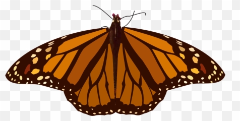Index Of Svgmariposas Png Mariposa