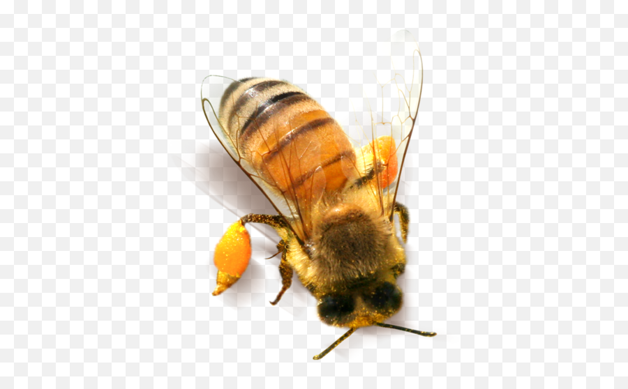 Bee Png Clipart - 2011,Bees Png