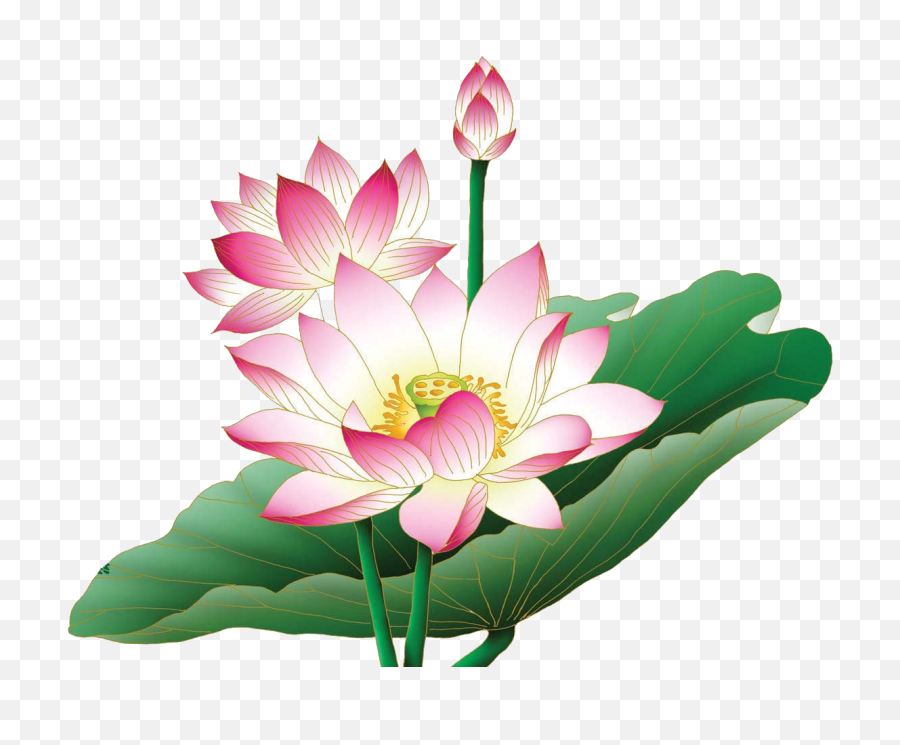 Lotus Clip Art - Lotus Flower Images Hd Png,Lotus Png