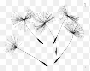 Dandelion Png Photo - Transparent Fluff