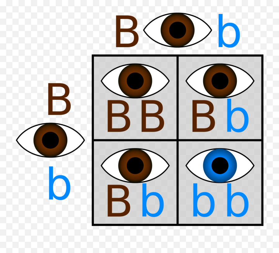 Filepunnett Hetero X Heterosvg - Wikimedia Commons Examples Of Independent Assortment Png,Brown Eyes Png