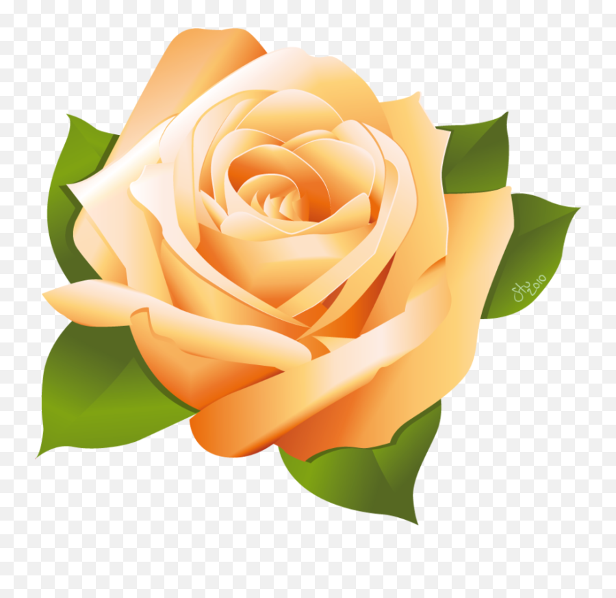 Download Hd Rose Vector By Stoobainbridge - Beautiful Roses Png,Yellow Rose Transparent