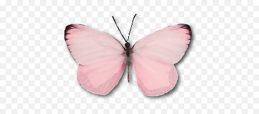Moth Wings Png - Butterfly Moth Insect Pink Cute Wings Transparent Light Pink Butterfly,Butterfly Wings Png