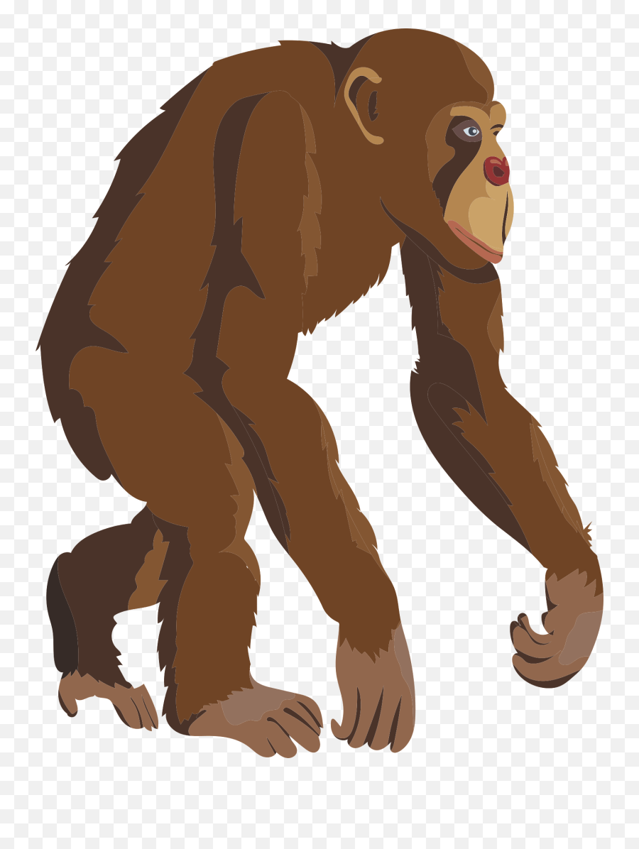 Chimpanzee Animal Monkey - Chimp Clipart Png,Chimp Png