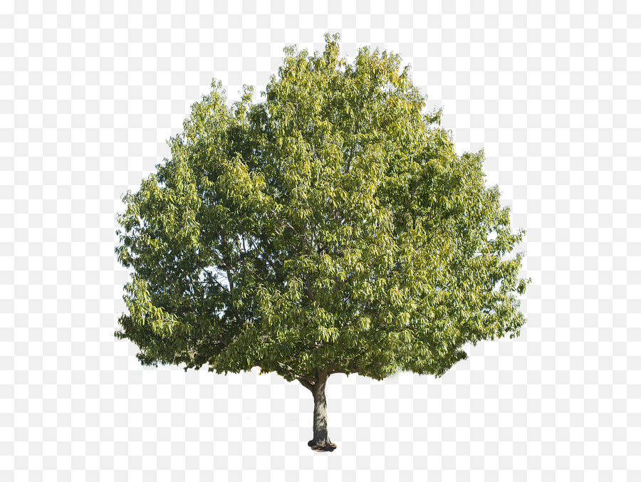 Tree Isolated Png 2 Image - Forest Tree White Background,Cypress Tree Png