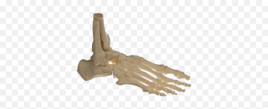 Bones Of The Body Transparent Png Images - Stickpng Skeleton Foot Png,Skeleton Hand Png