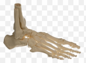 Bones Of The Body Transparent Png Images - Stickpng Skeleton Foot Png,Skeleton Hand Png