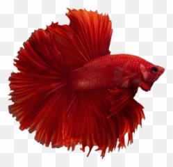 Aannies Betta World U2013 Premium Quality Fish Online Png