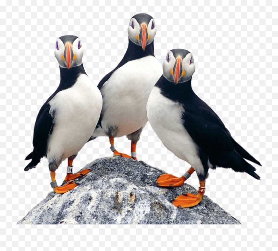 Three Puffins - Puffin Vector Transparent Background Png,Puffin Png