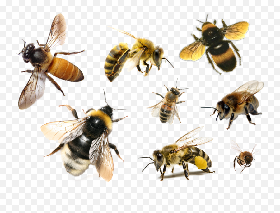 Bee Png Free Download - Bees Png Transparent,Bee Png