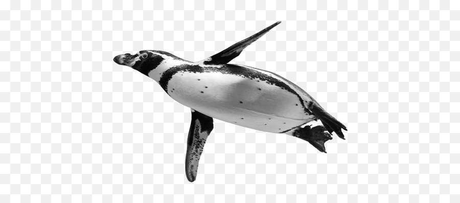 Download - Penguinspngtransparentimagestransparent Penguin Png,Penguin Transparent