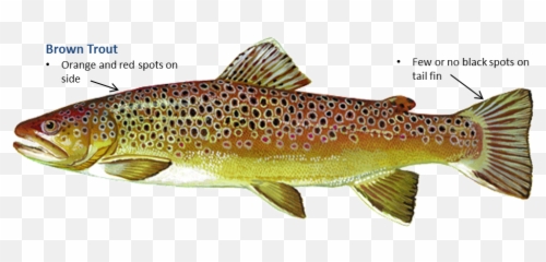 Download Brown Trout - Brown Trout Png,Trout Png