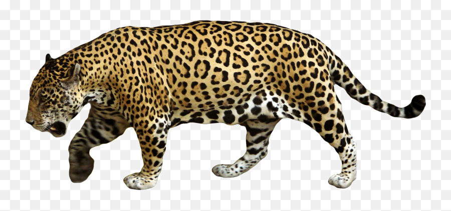Jaguar Wild Animal Transparent U0026 Png Clipart Free Download - Ywd Sai Balaji Theatre Complex,Transparent Animals