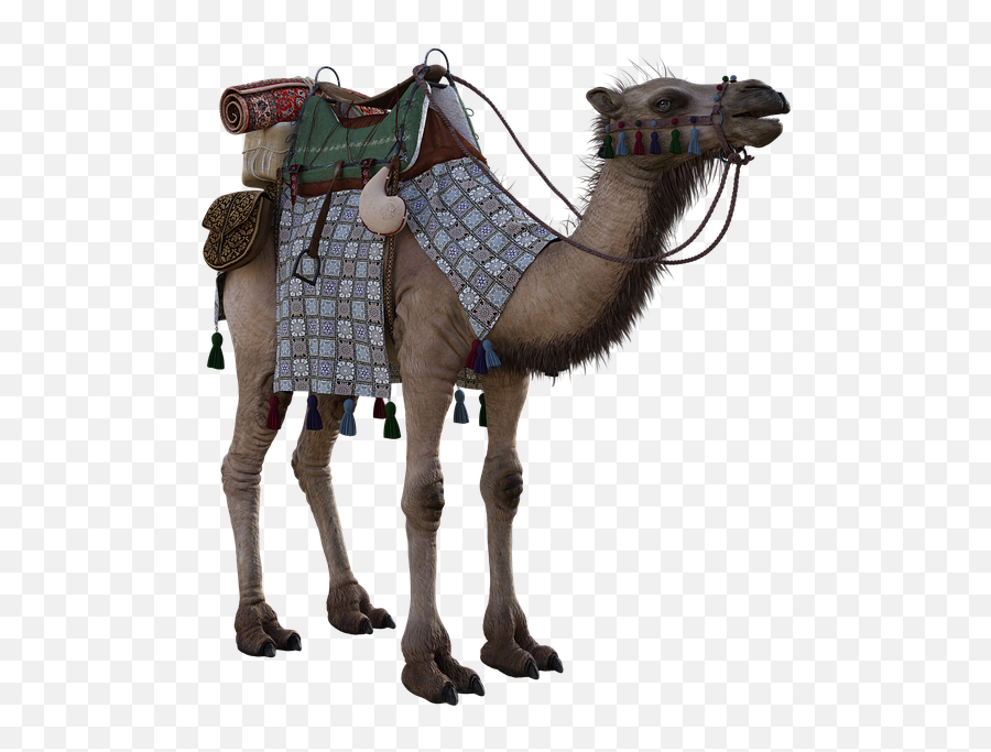 Camel Humps Saddle - Free Image On Pixabay Camel Tack Png,Saddle Png