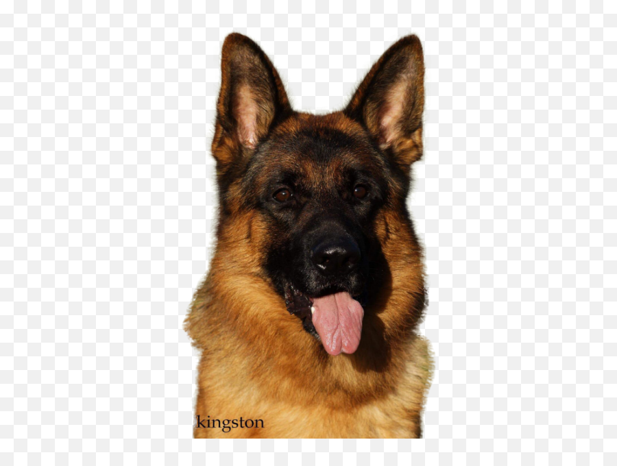 Sparer German Shepherds Gsd Breeder In Texas Florida - Gsd Png,German Shepherd Transparent