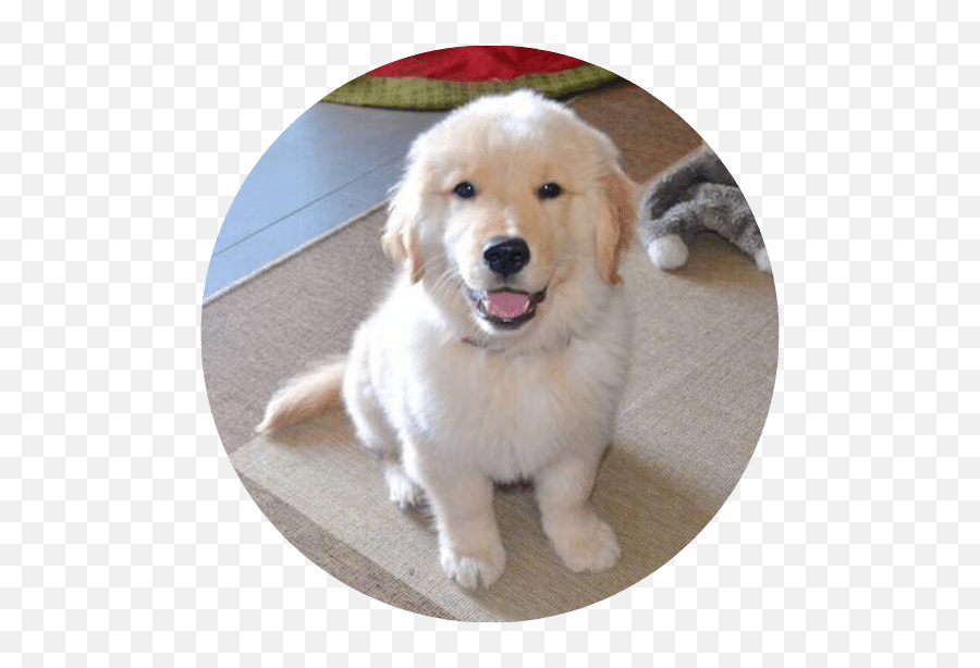 San Diego Pet Sitting U2014 Brittau0027s Animal Training And - Golden Retriever Png,Dog Sitting Png