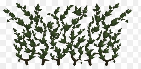 Ivy - Runescape Ivy Png,Ivy Png