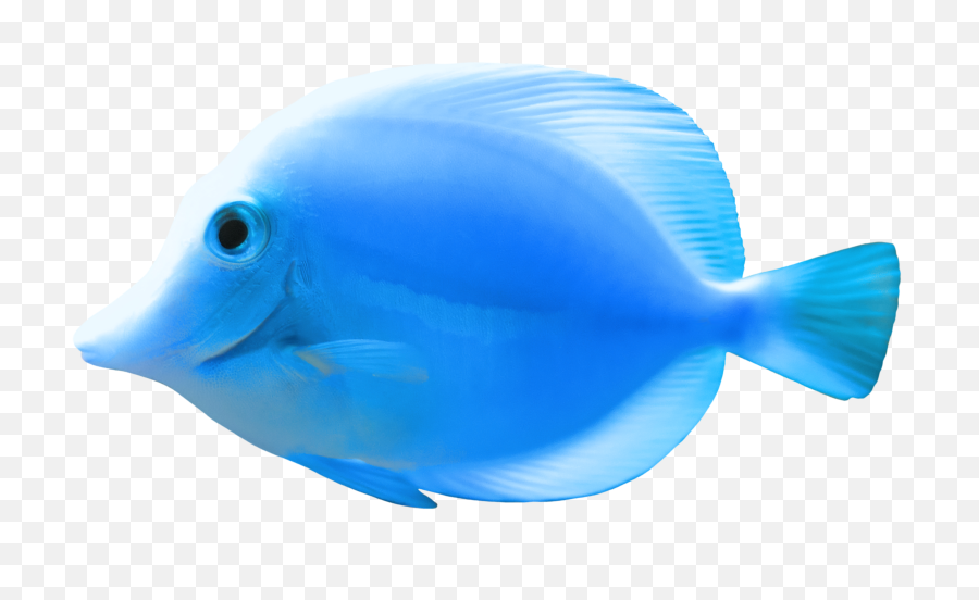 Blue Fish Png Clipart - Beautiful Fish Png,Fish Clipart Transparent