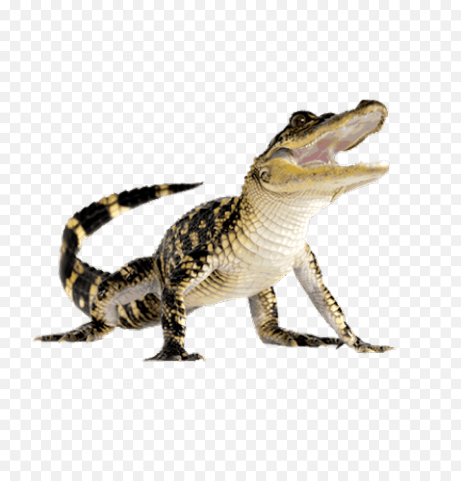 Gator Clipart Crocodile Australian - Alligator With Transparent Background Png,Croc Png