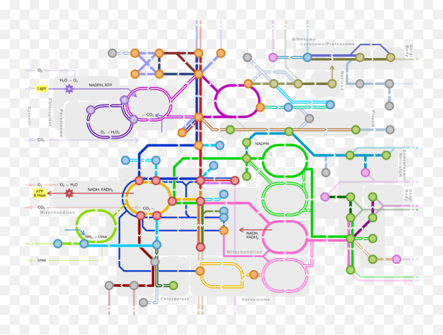 Fermentation - Wikipedia Metabolic Map Png,Metabolism Icon