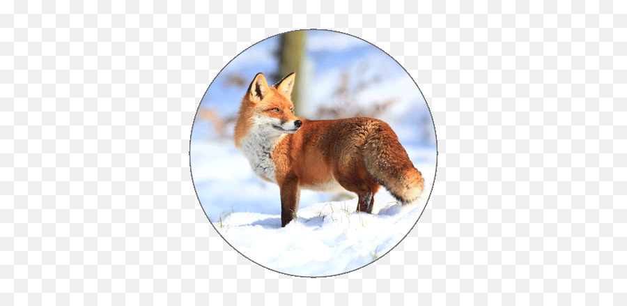 Learn Spanish Alphabets - Zorro Fox Png,Red Fox Icon