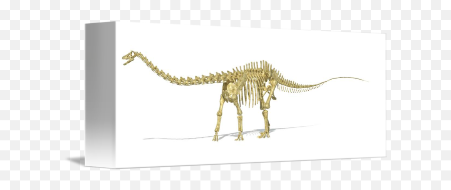 D Rendering Of A Diplodocus Dinosaur Skeleton Si By Stocktrek Images - Dinosaur Png,Dinosaur Skull Png