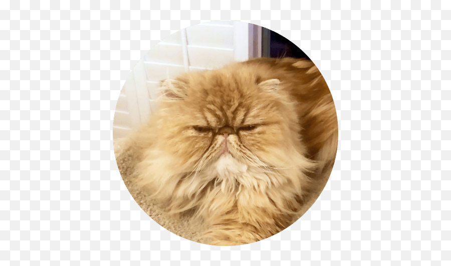 Cat Insurance Plans Pumpkin - Soft Png,Grumpy Cat Icon