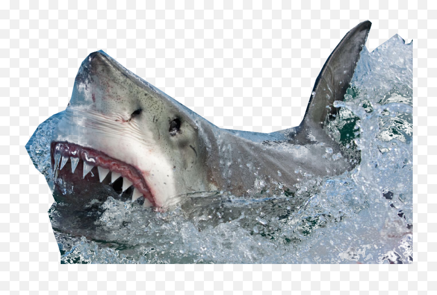 Shark Coming Out Of Water No Background Transparent Png - Shark Coming Out Of Water Png,Coming Soon Transparent Background