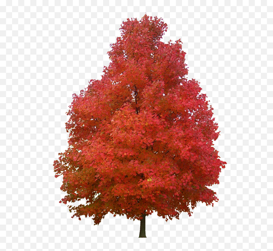 Tree Plant Red Woody Maple Leaf - Red Maple Clip Art Png,Red Tree Png