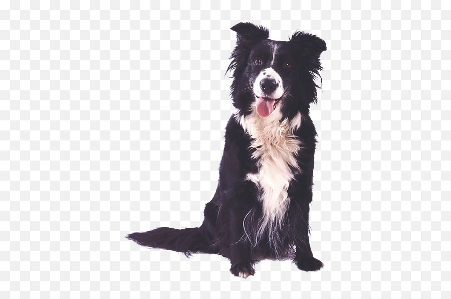 Kona Veterinary Service Moving To Hawaii - Border Collie Png,Icon Border Collies