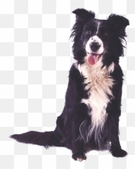 Kona Veterinary Service Moving To Hawaii - Border Collie png