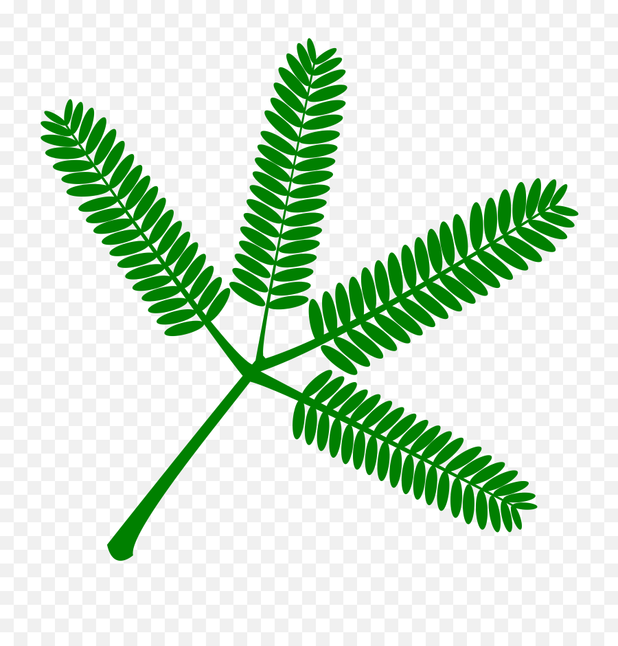 Download Free Png Mimosa Set Of Twigs - Touch Me Not Plant Drawing,Twigs Png