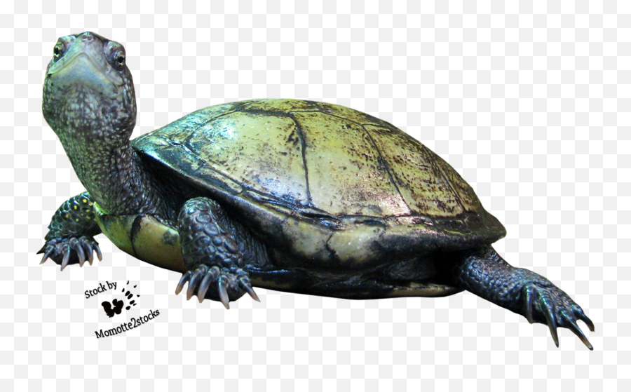 Pix - Reptile Animals Png,Reptiles Png