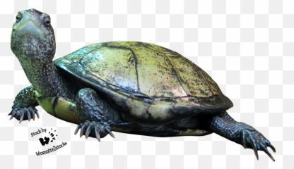 Pix - Reptile Animals Png,Reptiles Png